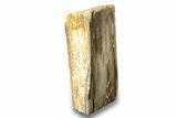 Polished, Petrified Wood (Metasequoia) Stand Up - Oregon #263768-1